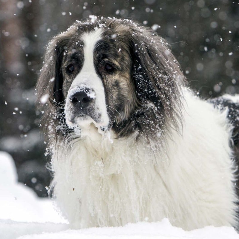 Pyrenean Mountain Dog