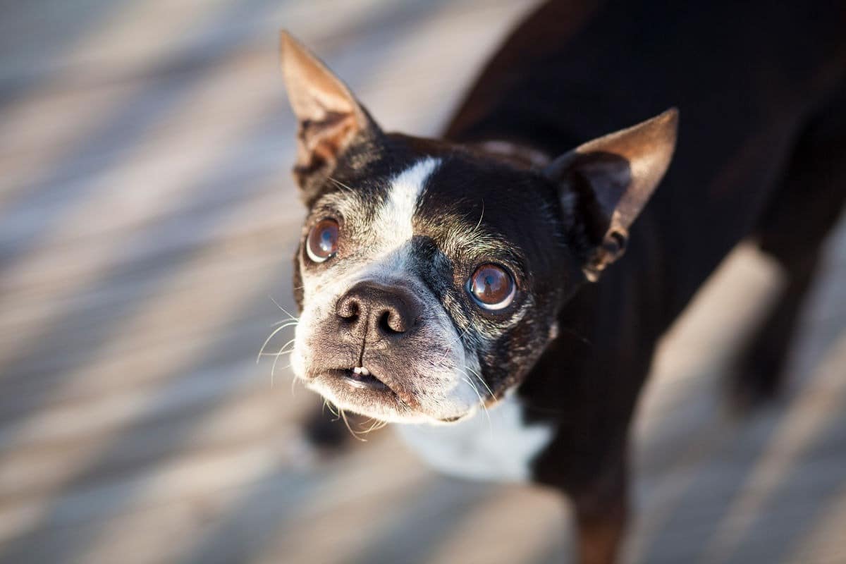 Sei stressato? il tuo cane ne risente!