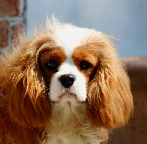 the Cavalier King Charles