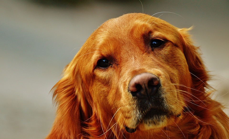 Nuova Zelanda: cani anti cimici in aeroporto