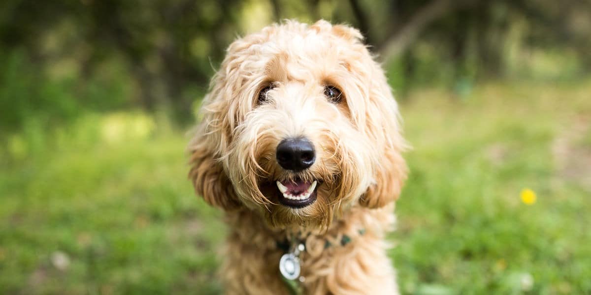 Incroci tra le razze: aumentano i cani sofferenti