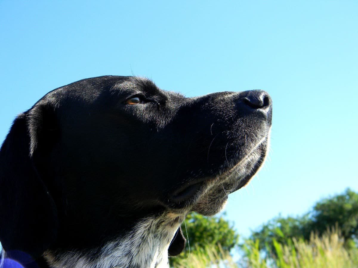 Cani addestrati a trovare i malati di Alzheimer