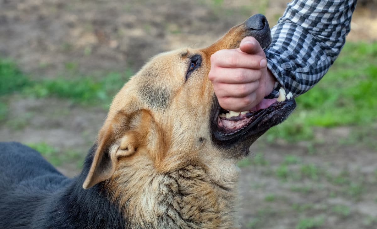 Un cane mi ha morso. Cosa devo fare?