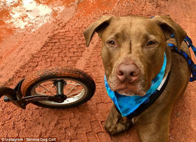 Addestra il suo cane per aiutarla a prevenire le crisi