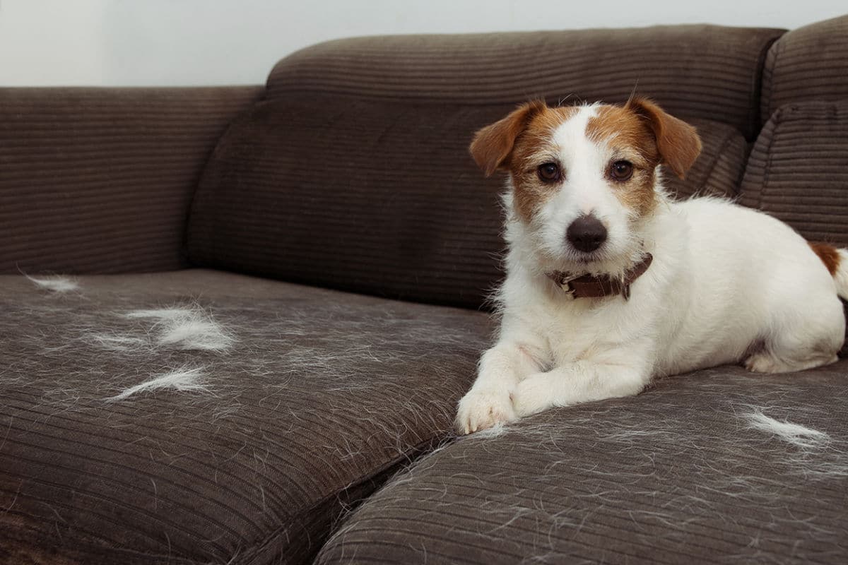 Il cane perde il pelo: cosa fare?