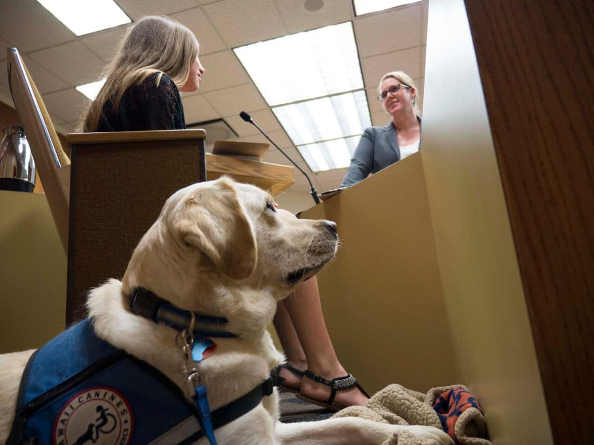 Cani in tribunale in aiuto delle vittime