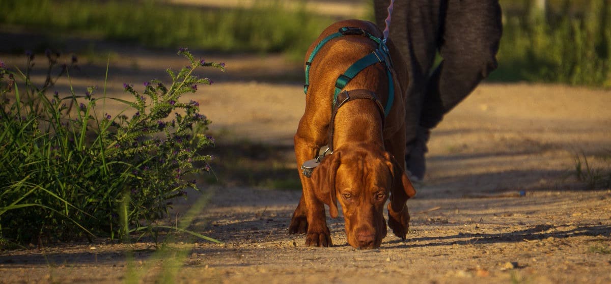 Mantrailing: tutto quel che c’è da sapere