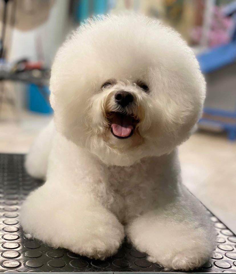 il Bichon a Poil Frise