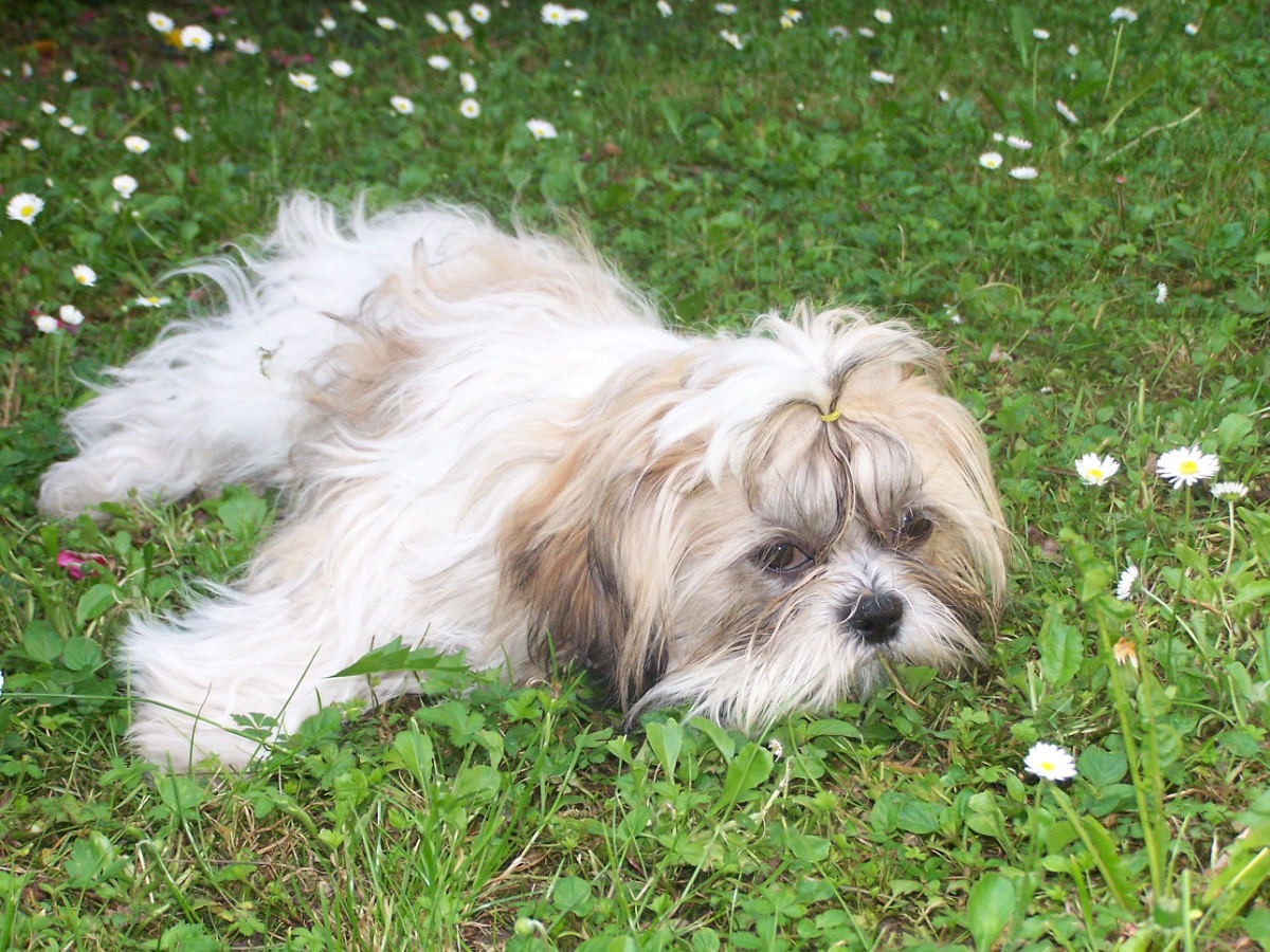 lo Shih Tzu