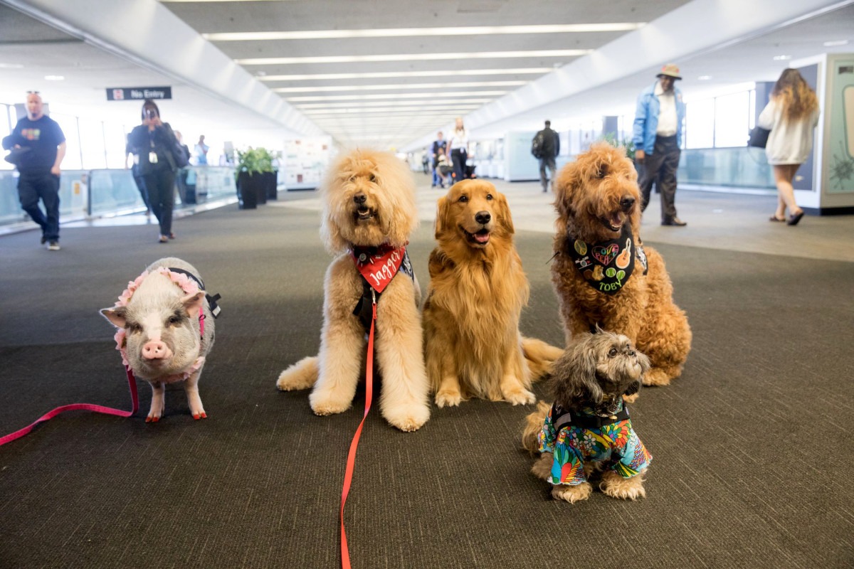 Wag Brigade: per trascorrere l’attesa in aeroporto