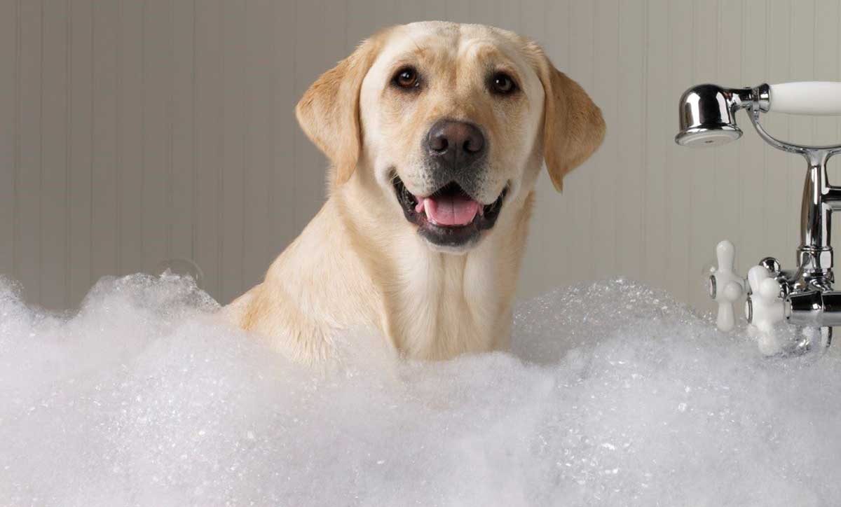 Come fare il bagno al cane?