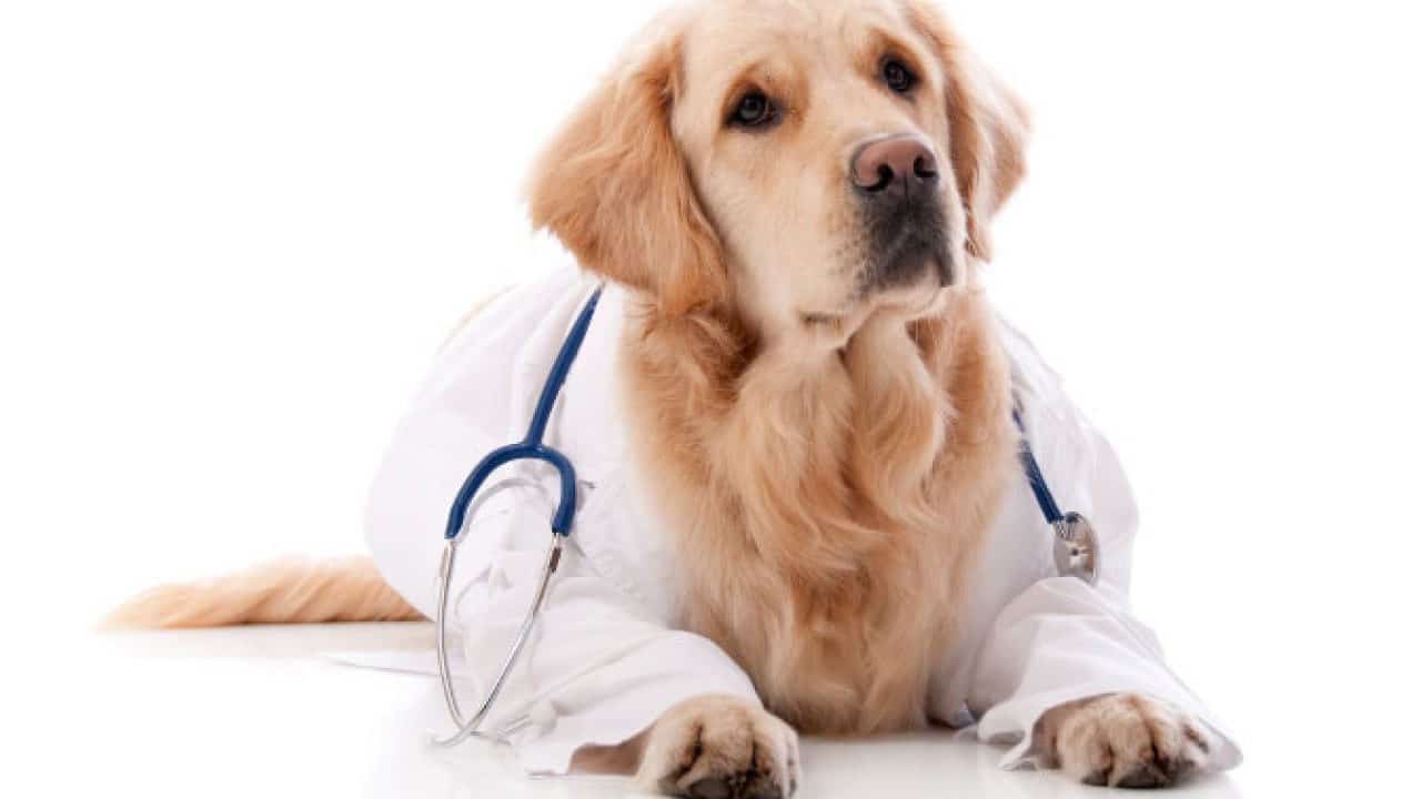 Veterinario online? Adesso è possibile!