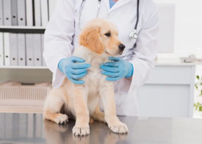 Calendario dei vaccini per cani: quando vanno fatti?