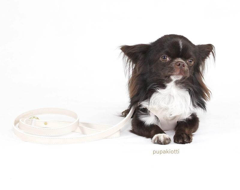 Gold. Pettorina ergonomica e regolabile fashion in pelle per cani - immagine 5