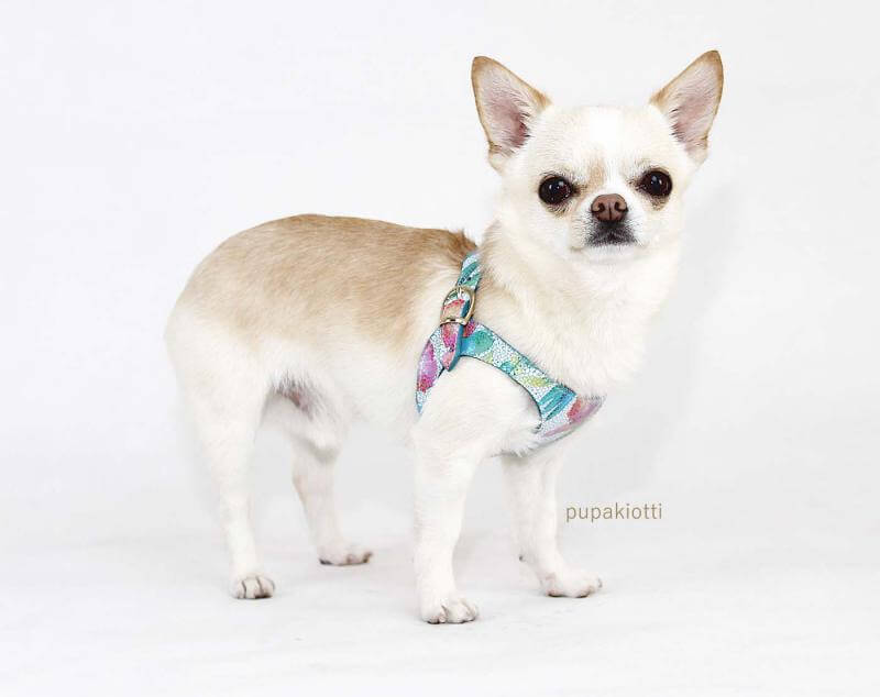 Gold. Pettorina ergonomica e regolabile fashion in pelle per cani - immagine 8