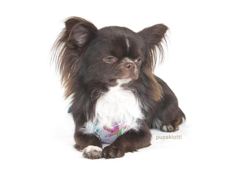 Gold. Pettorina ergonomica e regolabile fashion in pelle per cani - immagine 9