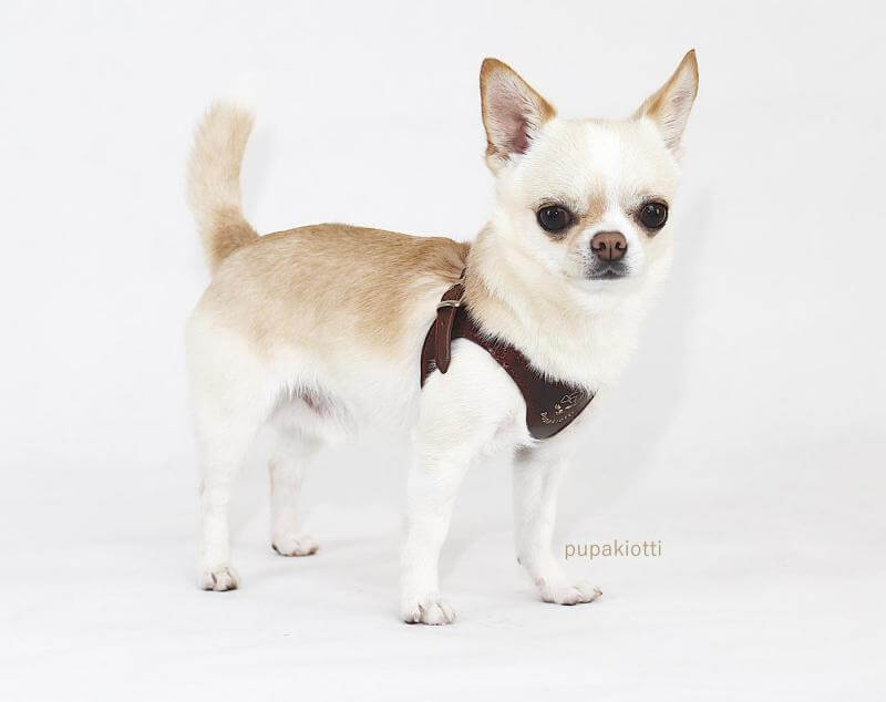 Gold. Pettorina ergonomica e regolabile fashion in cuoio per cani - immagine 3