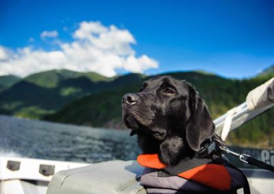 Come capire se il tuo cane soffre il mal di mare?