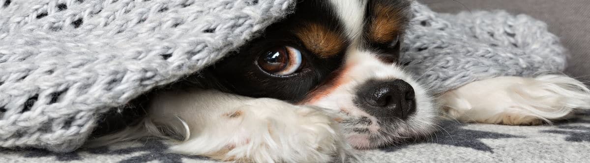 Cattolica Assicurazioni