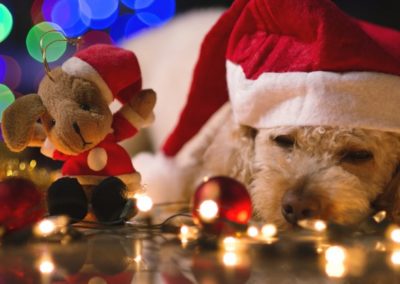 Regali di Natale per cani: cosa scegliere?