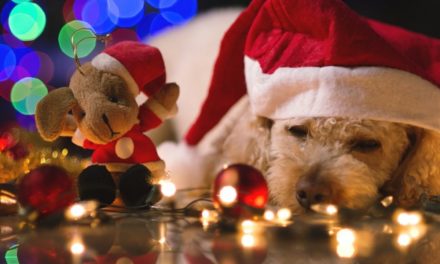 Regali di Natale per cani: cosa scegliere?