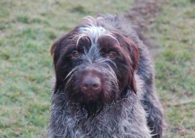 Wire-Haired Pointing Griffon Korthals