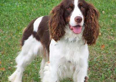 English Springer Spaniel