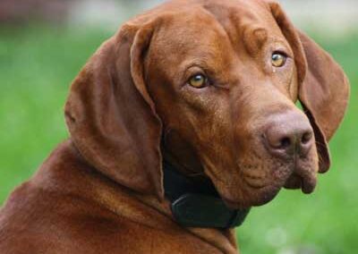 Hungarian Short-Haired Pointer (Vizsla)